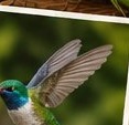 Colibri